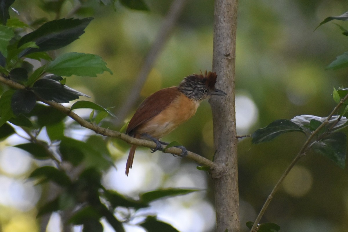 Bindenameisenwürger - ML644921859