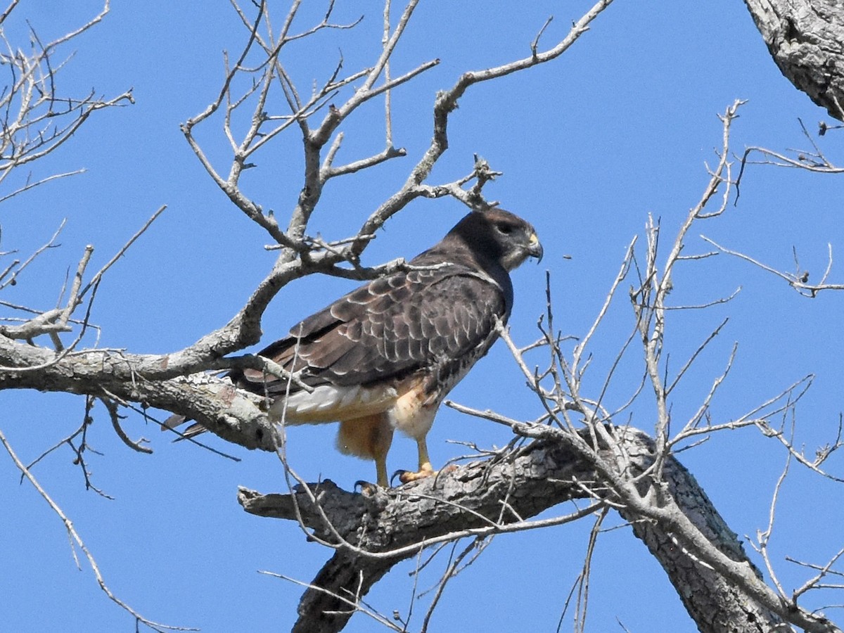Swainson's Hawk - ML644921867