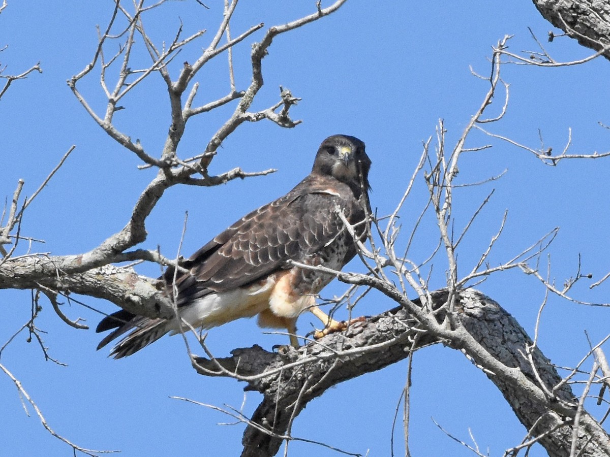 Swainson's Hawk - ML644921869