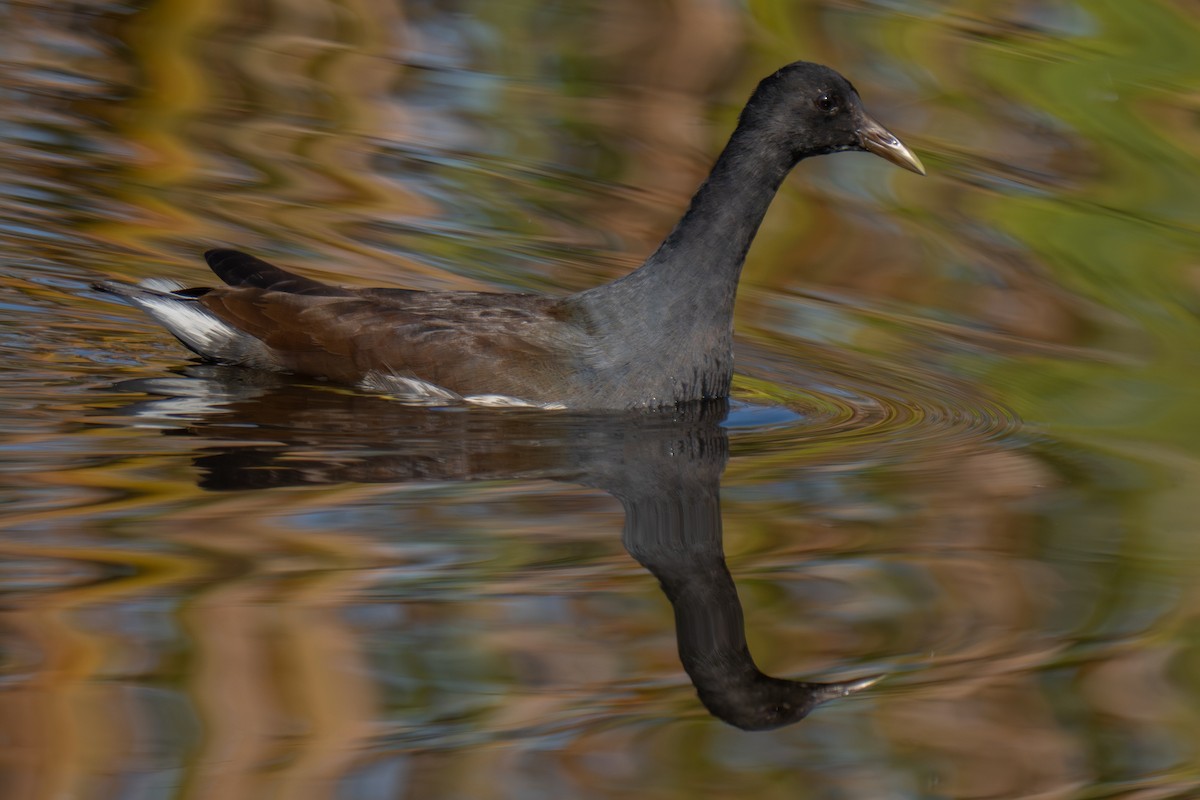 Курочка латиноамериканська - ML644921893