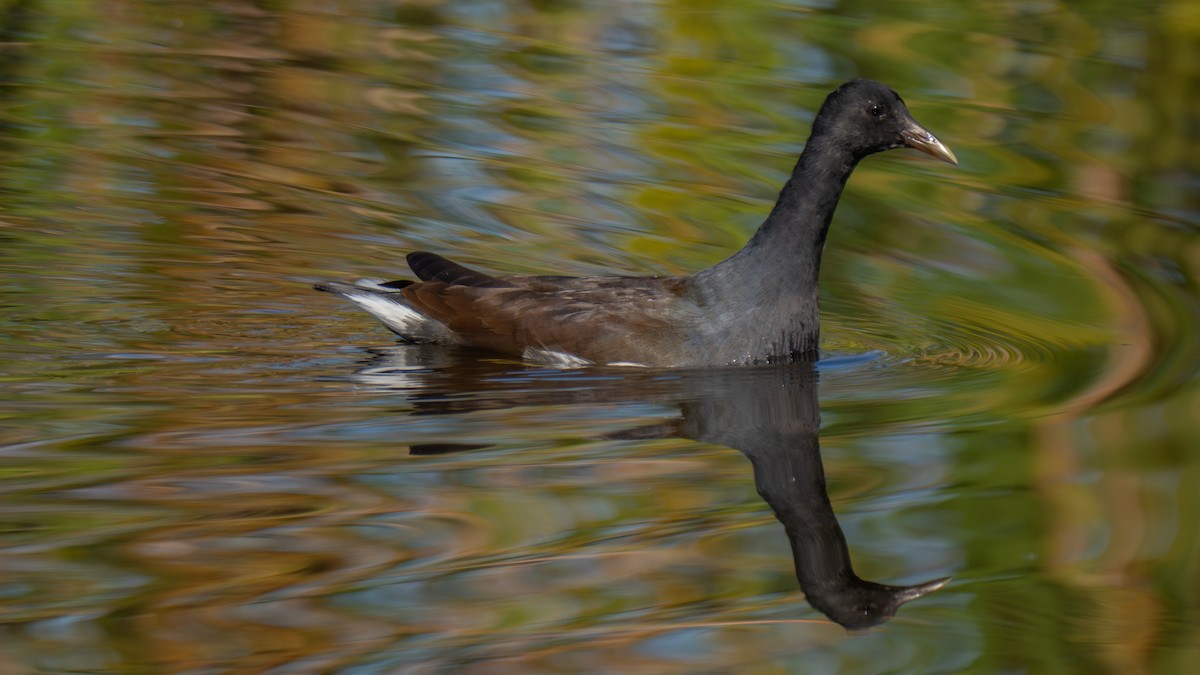 Курочка латиноамериканська - ML644921894