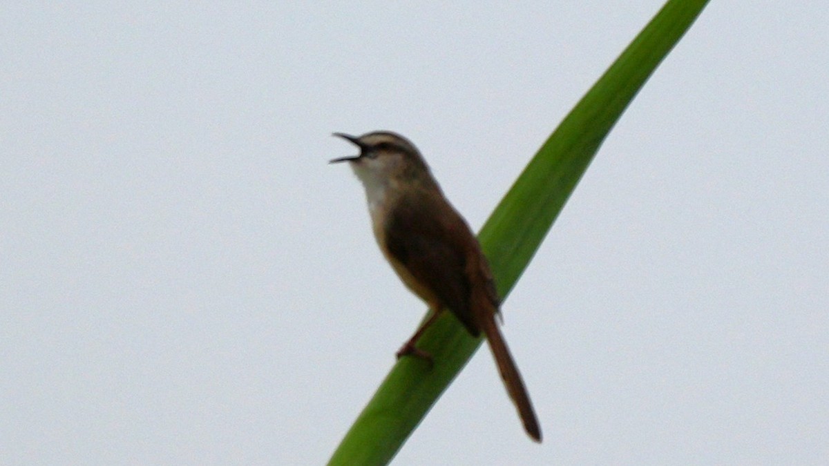 Tinkling Cisticola - ML644921922