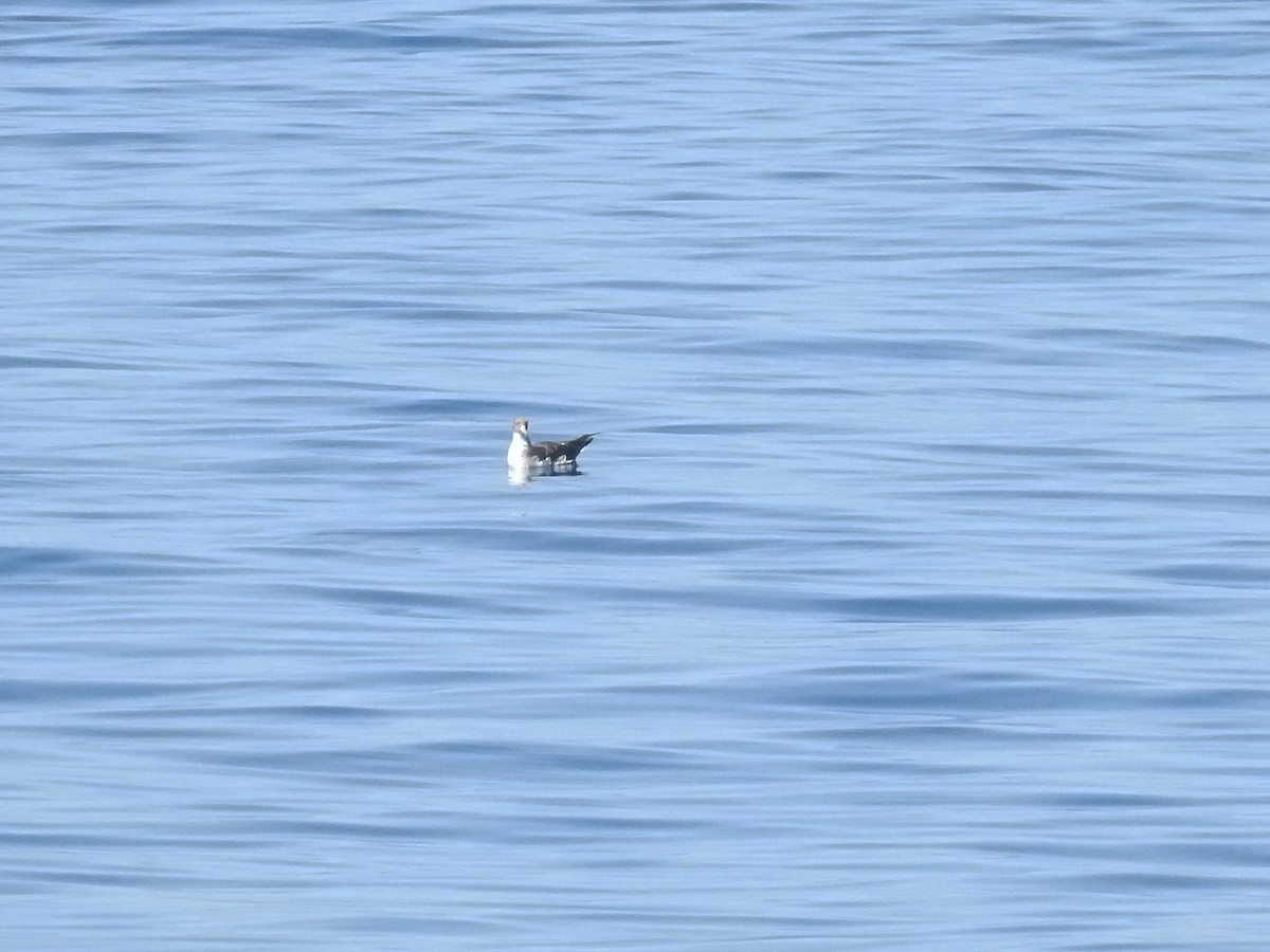 Scopoli's Shearwater - ML644921928