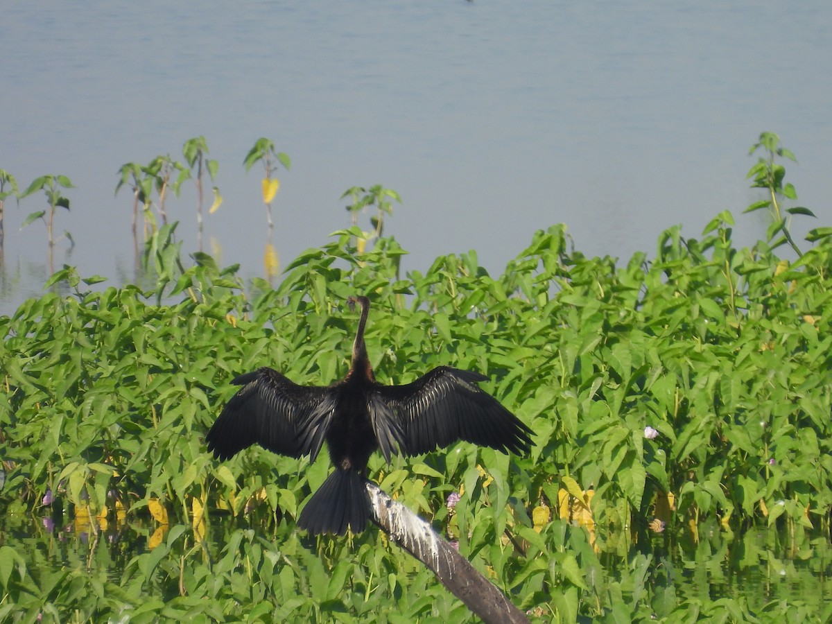 Doğu Yılanboyunu - ML644921936