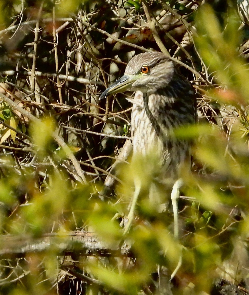 Black-crowned Night Heron - ML644921978