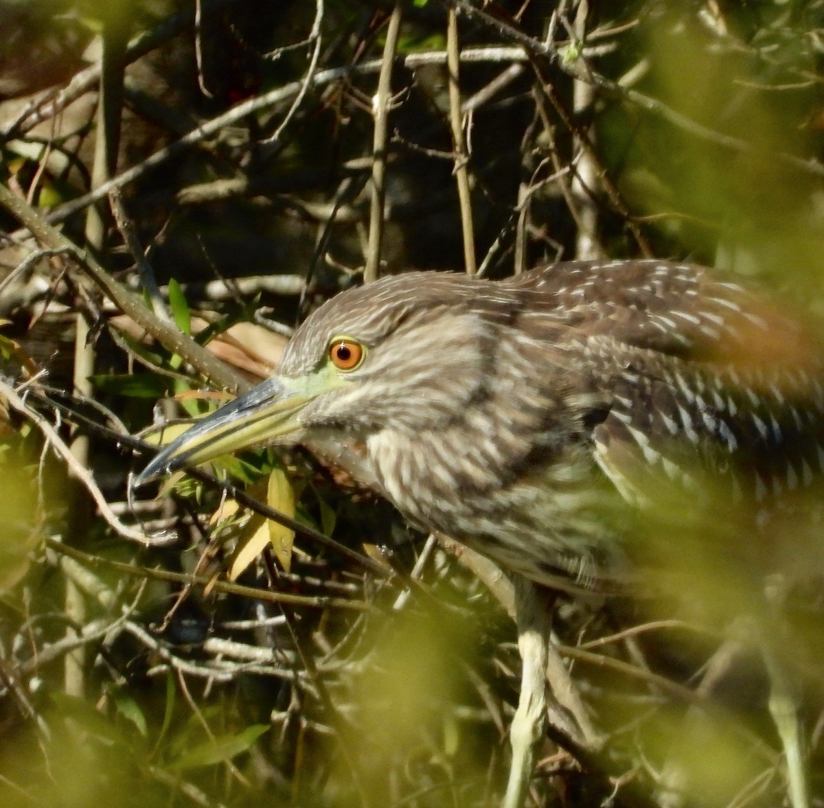 Black-crowned Night Heron - ML644921979