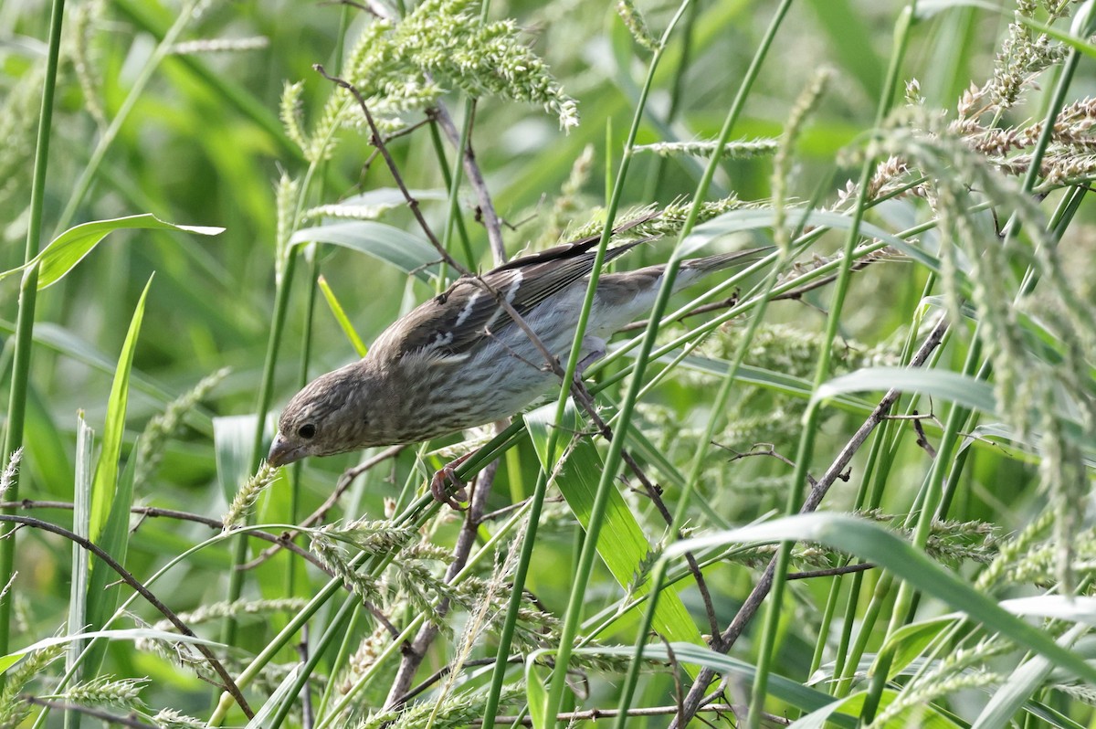Common Rosefinch - ML644921985