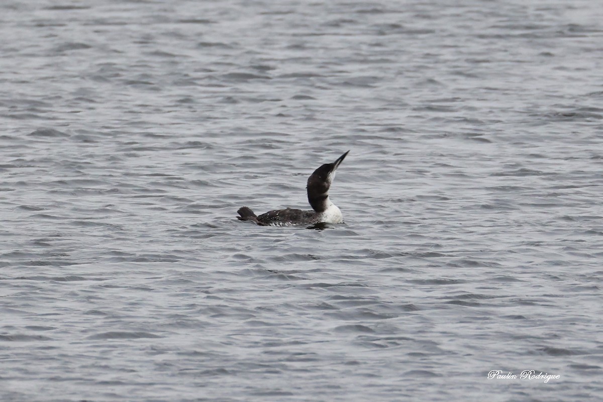 Common Loon - ML644921990
