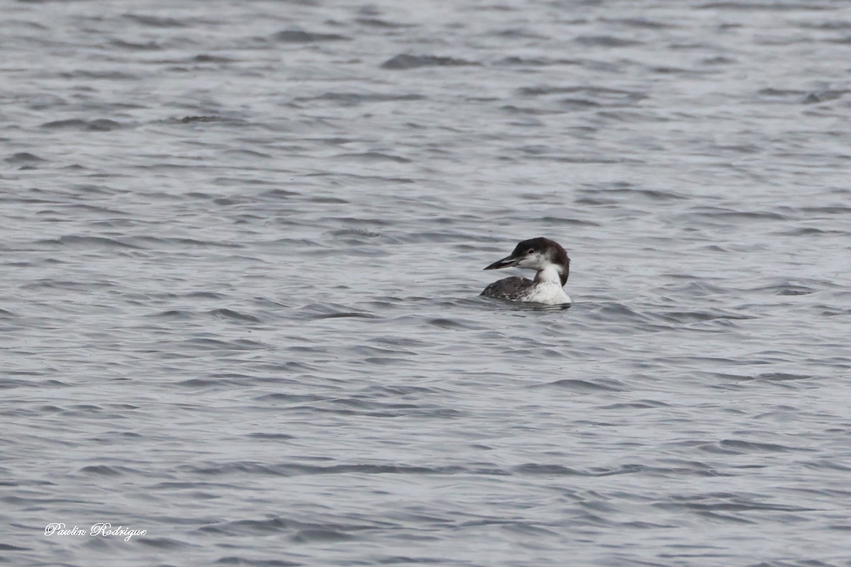 Common Loon - ML644921991