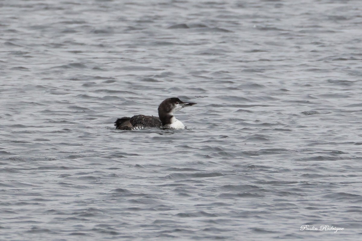 Common Loon - ML644921992