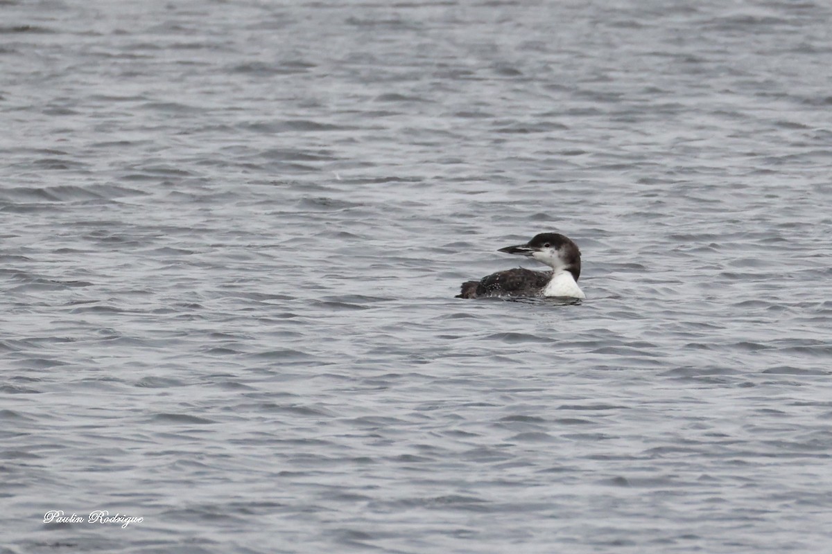Common Loon - ML644921993