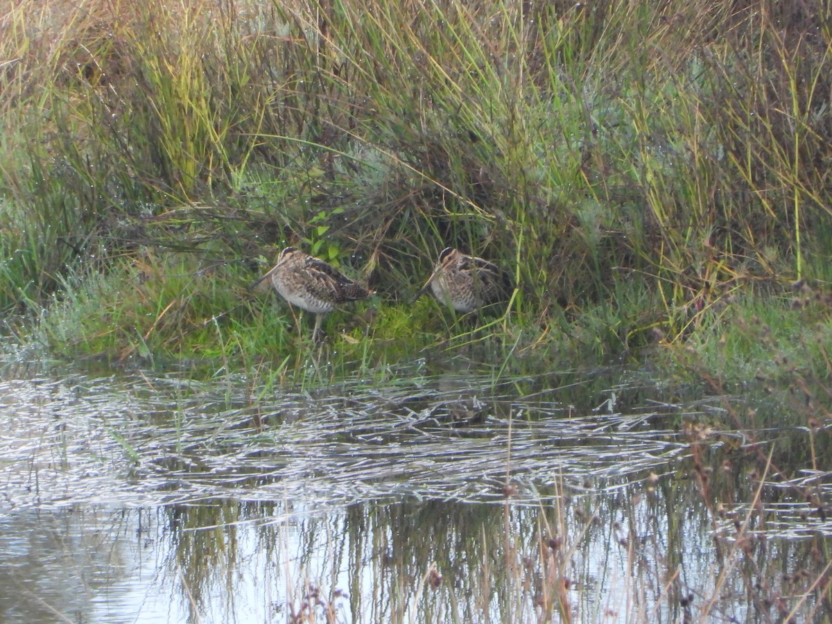 Common Snipe - ML644922003