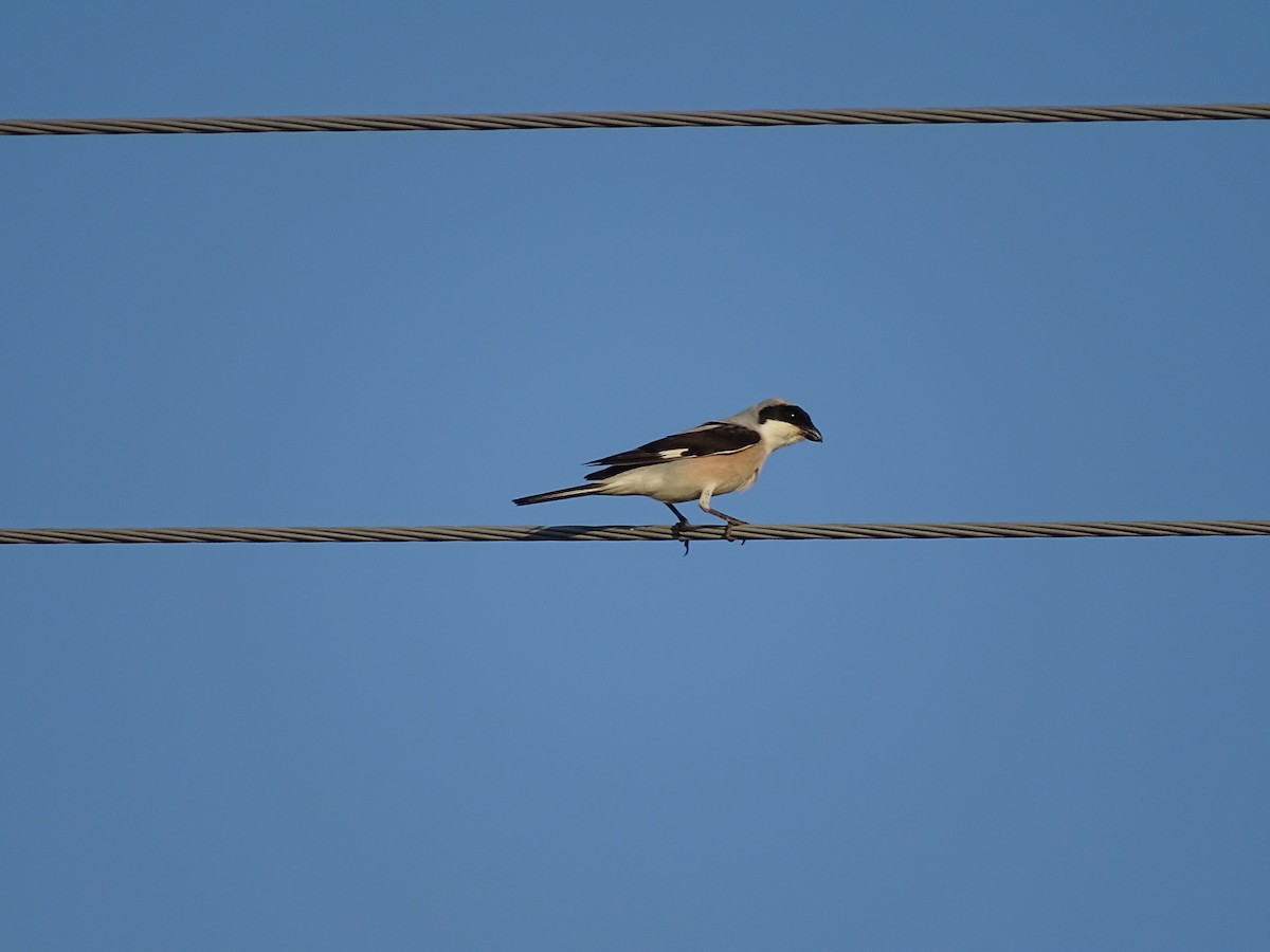 Чернолобый сорокопут - ML644922022