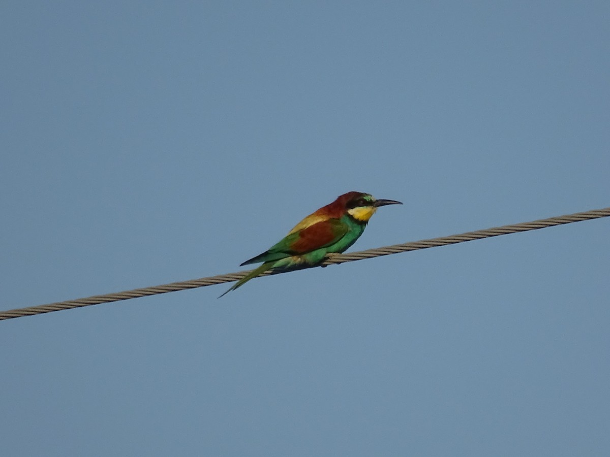 European Bee-eater - ML644922030