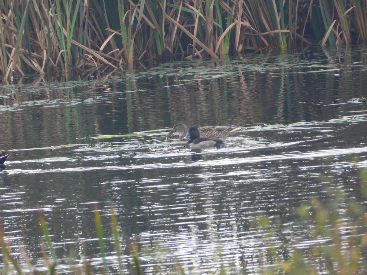 Ring-necked Duck - ML644922046