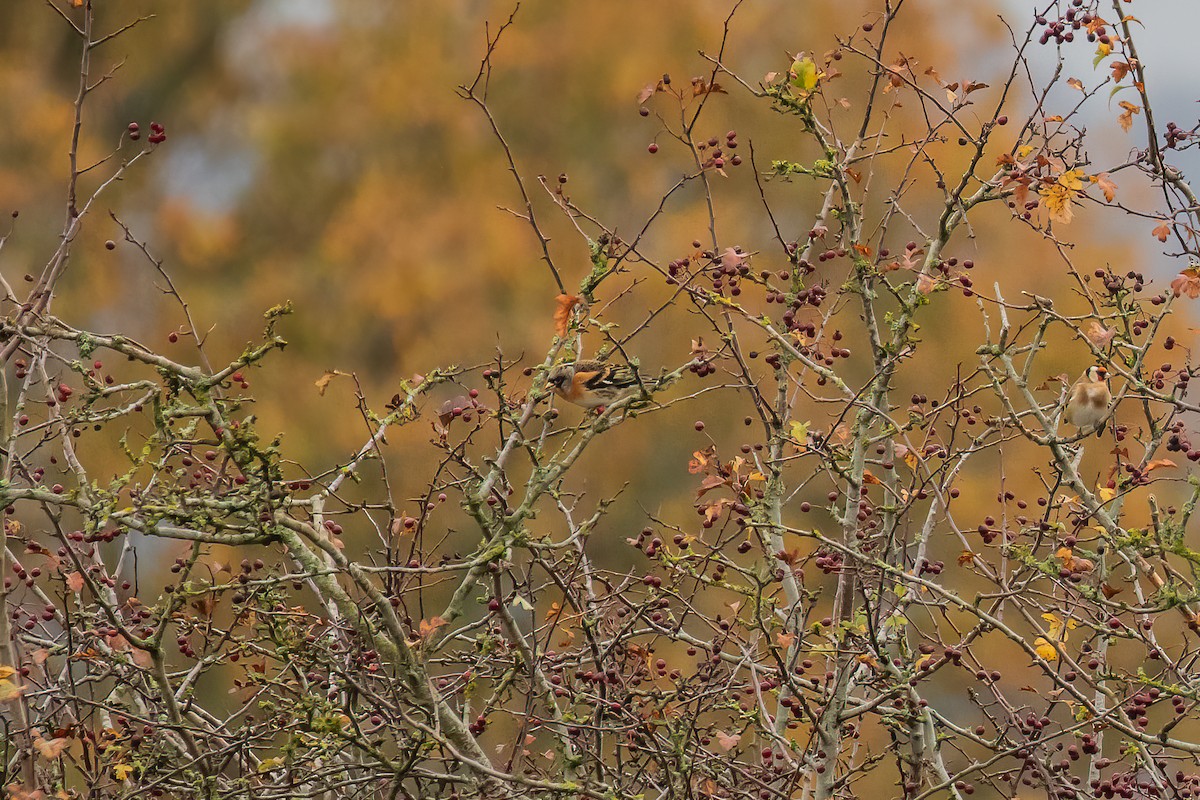 Brambling - ML644922047