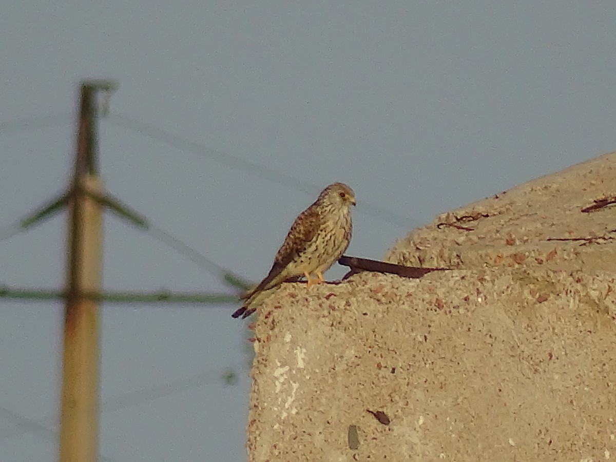 Eurasian Kestrel - ML644922057