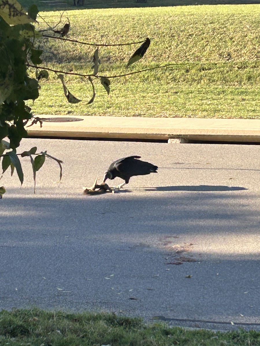 Black Vulture - ML644922072