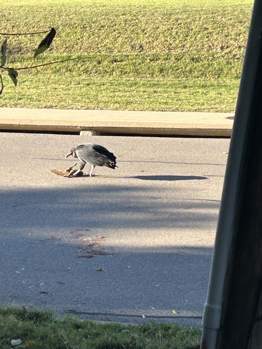 Black Vulture - ML644922073