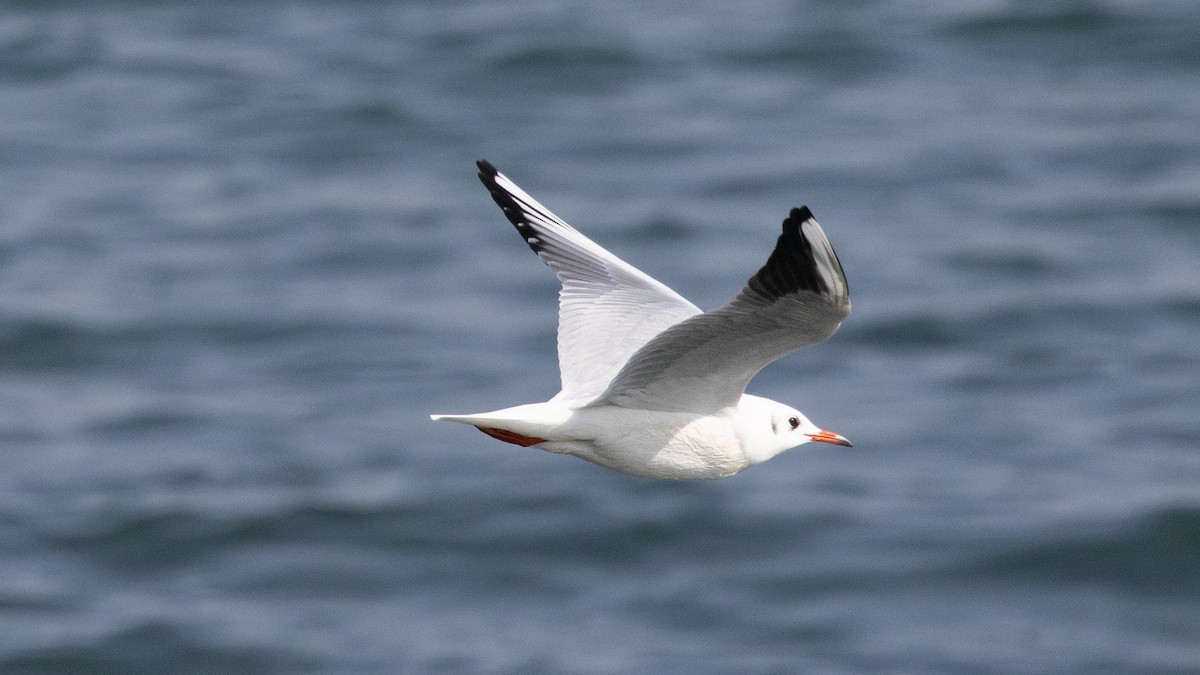 紅嘴鷗 - ML644922080