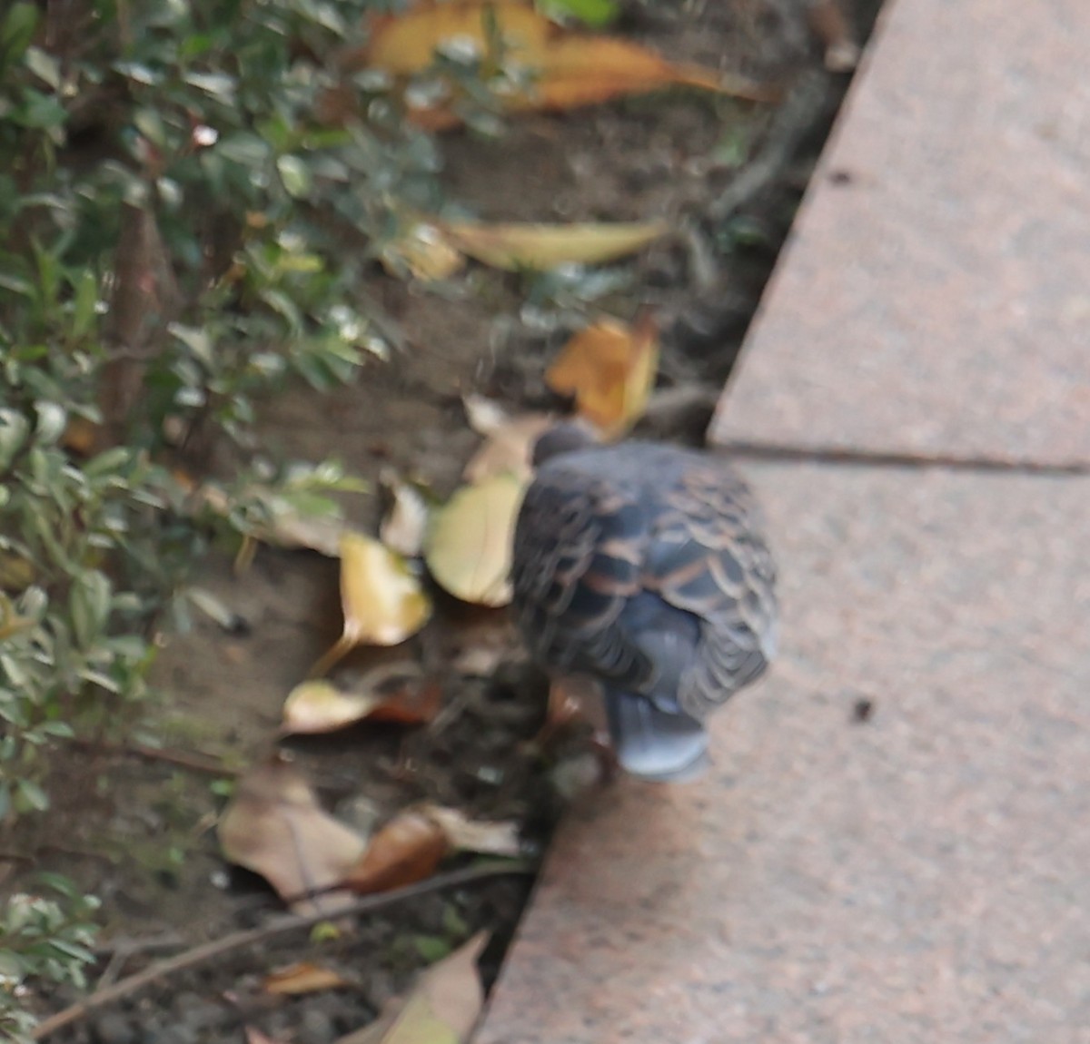 Oriental Turtle-Dove - ML644922086