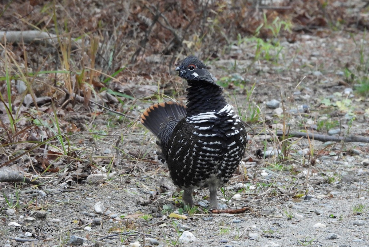 Spruce Grouse - ML644922087