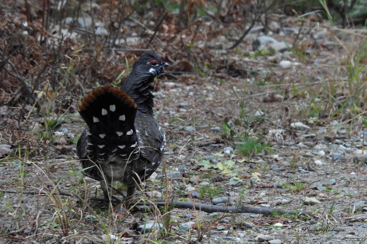 Spruce Grouse - ML644922088