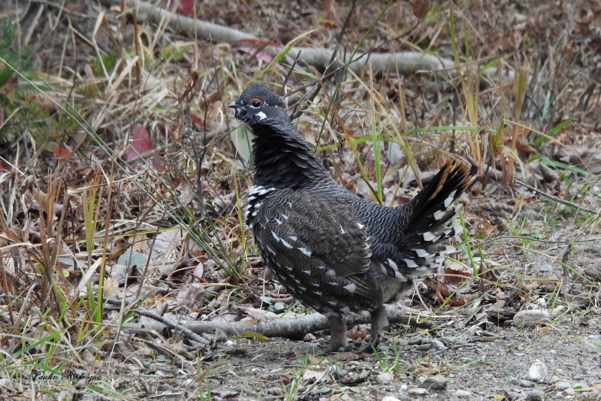Spruce Grouse - ML644922089