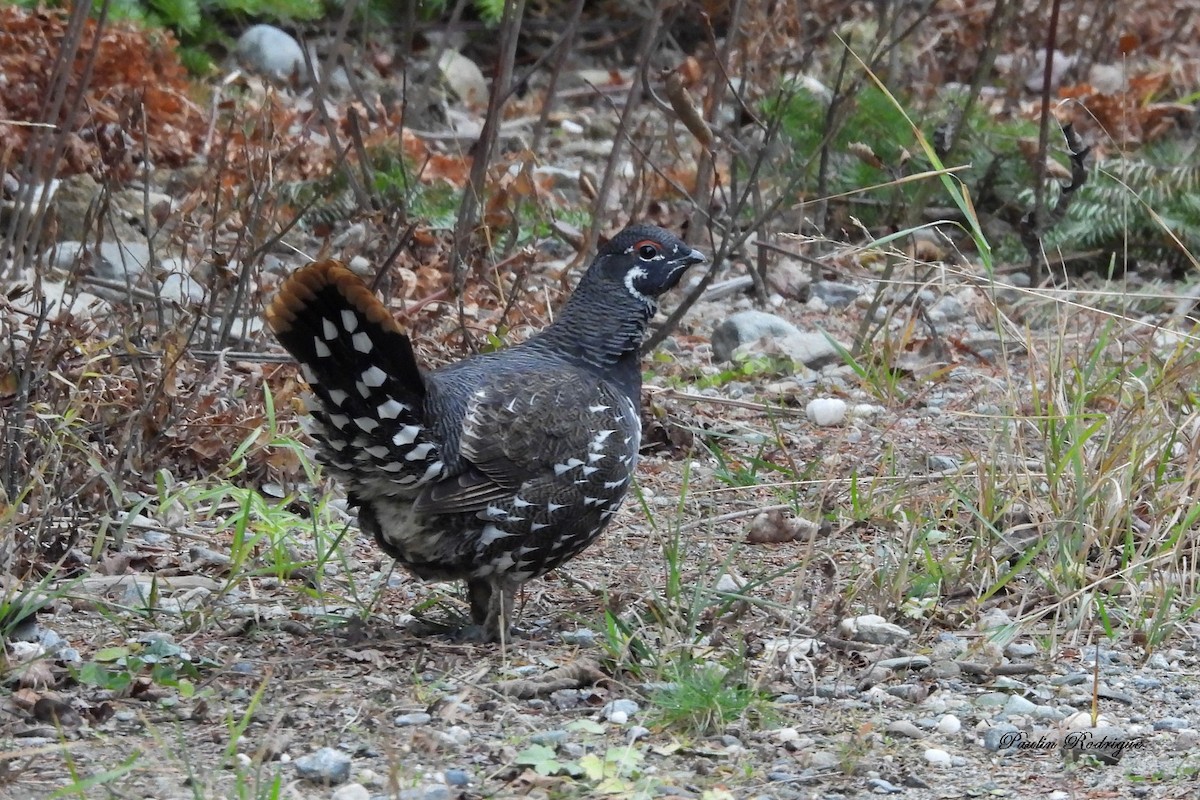 Spruce Grouse - ML644922090
