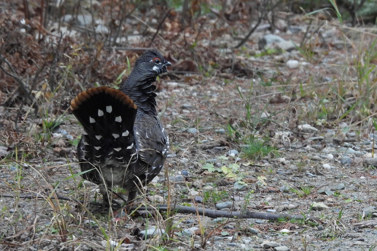 Spruce Grouse - ML644922091