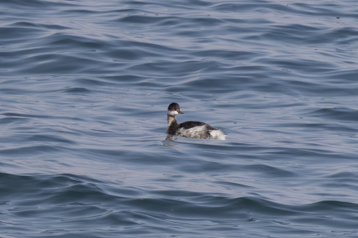 黑頸鸊鷉 - ML644922092