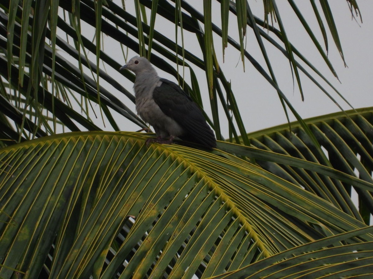 Green Imperial-Pigeon - ML644922111
