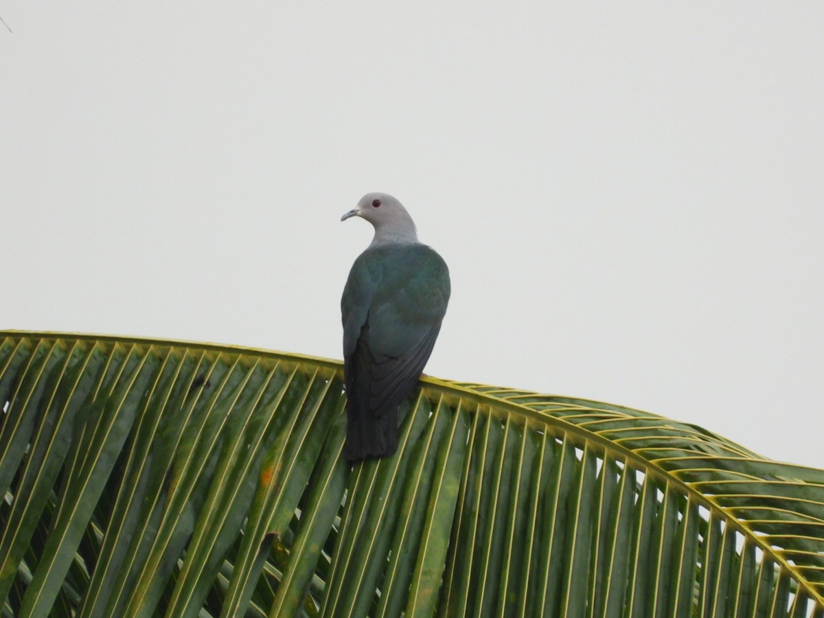 Green Imperial-Pigeon - ML644922113
