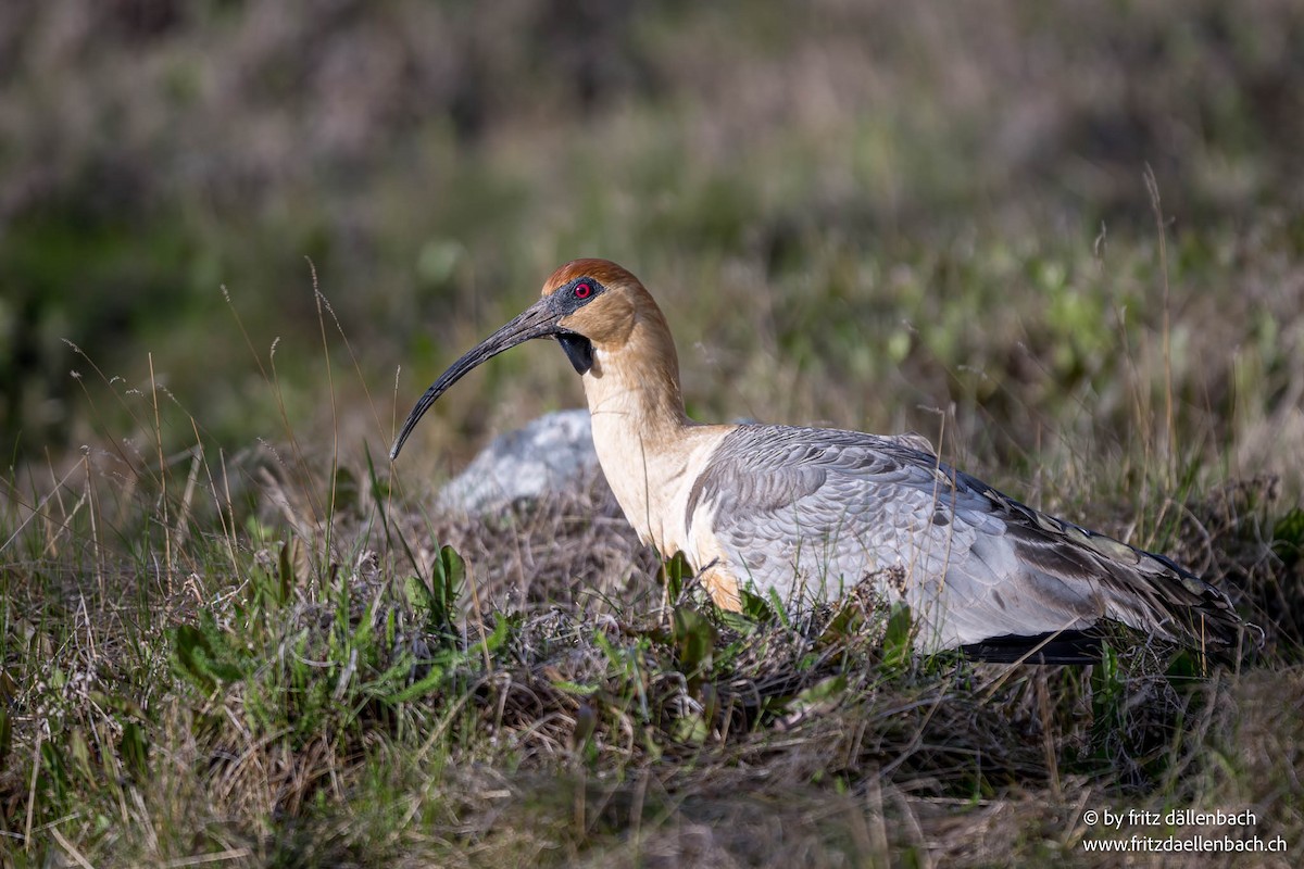 ibis laločnatý - ML644922127
