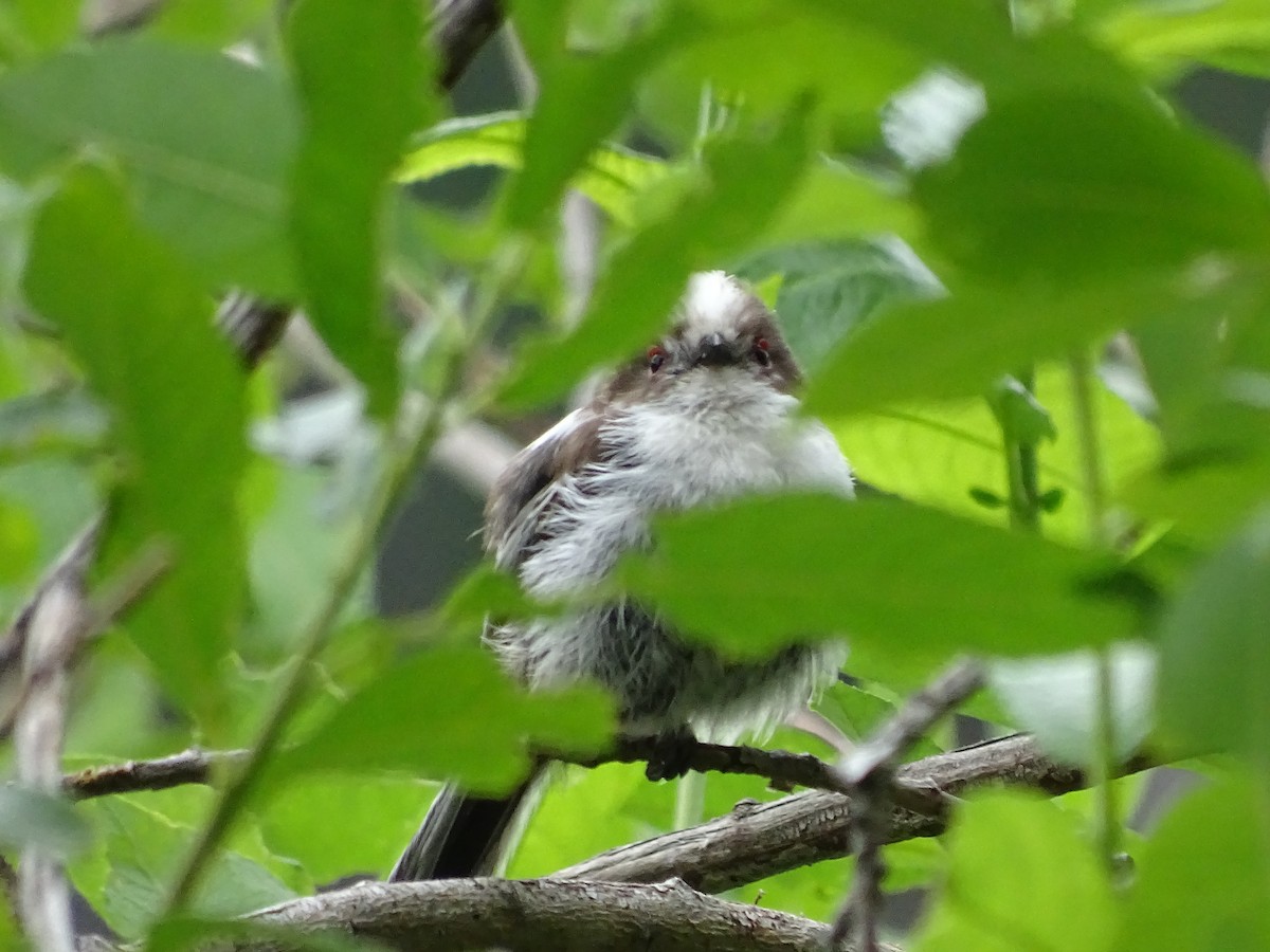 Long-tailed Tit - ML644922129