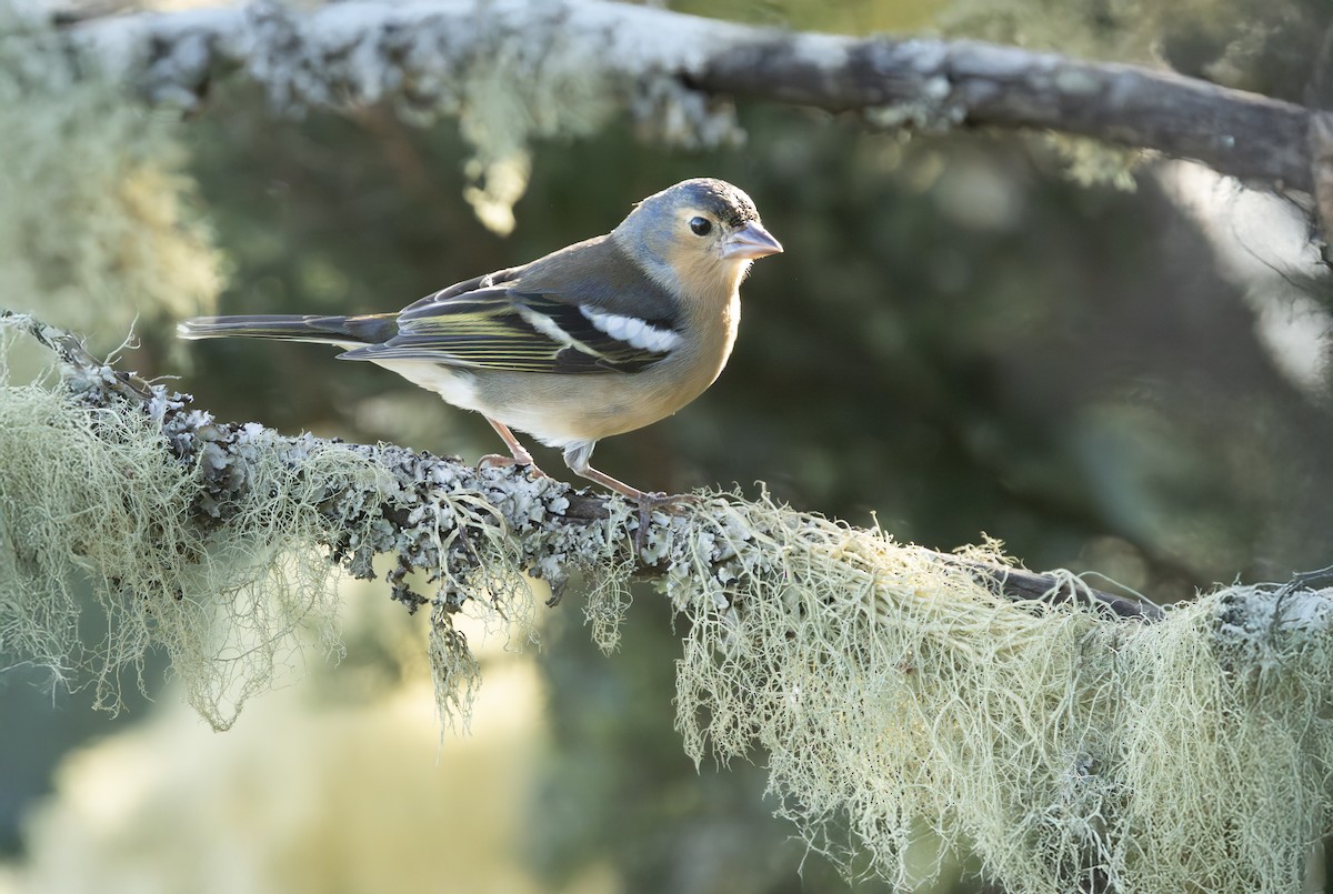 Canary Islands Chaffinch (Canary Is.) - ML644922136