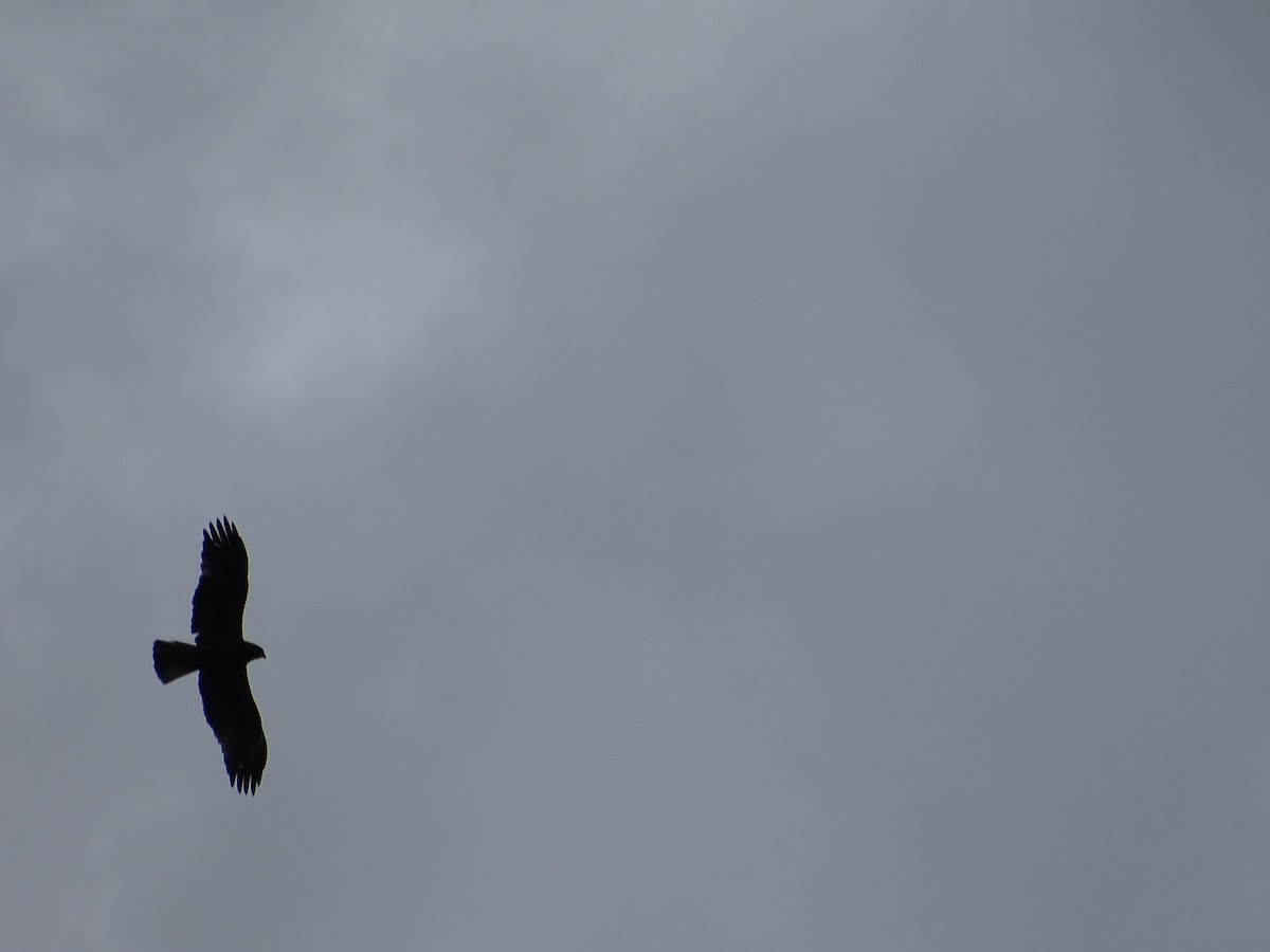 Common Buzzard - ML644922138