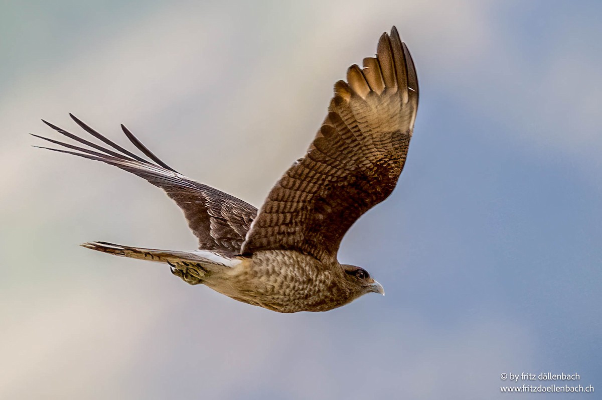 Chimango Caracara - ML644922139