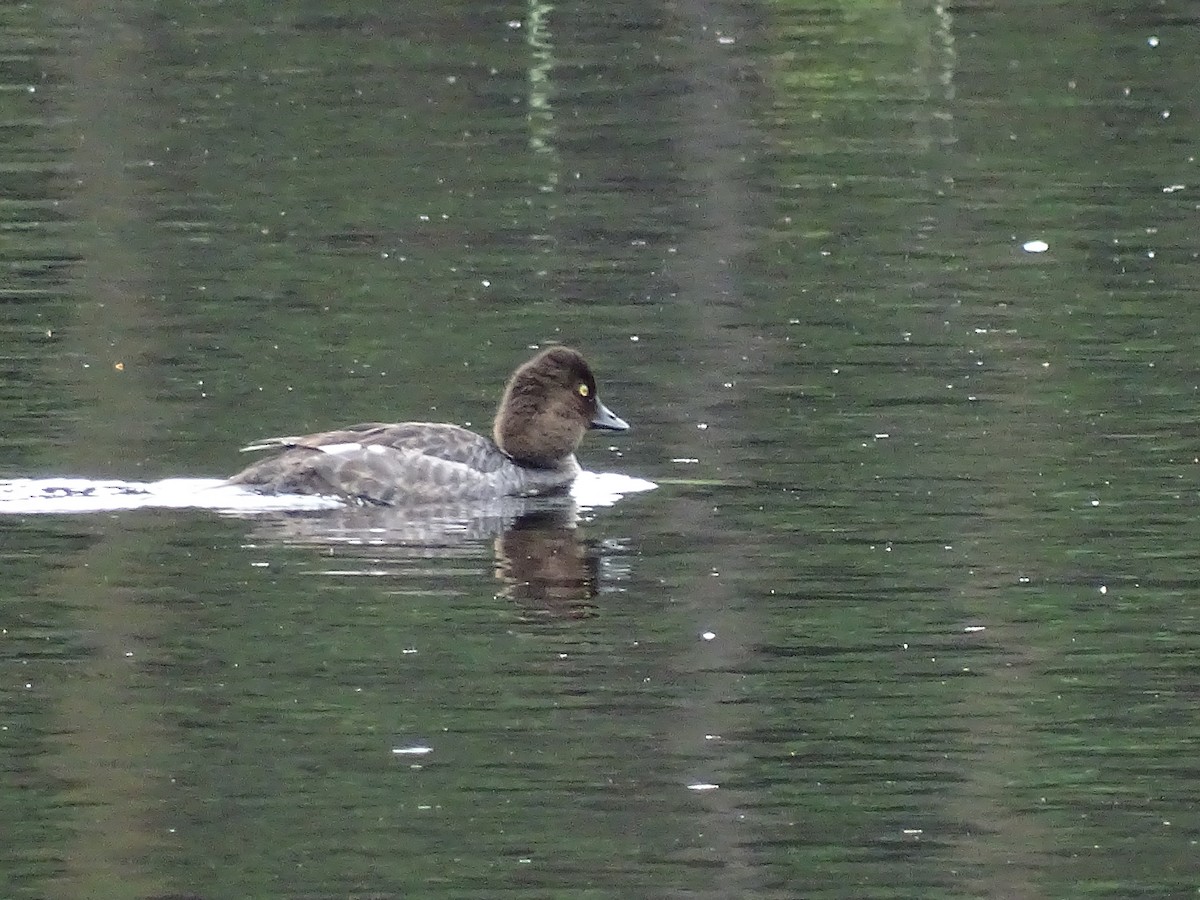 Common Goldeneye - ML644922154
