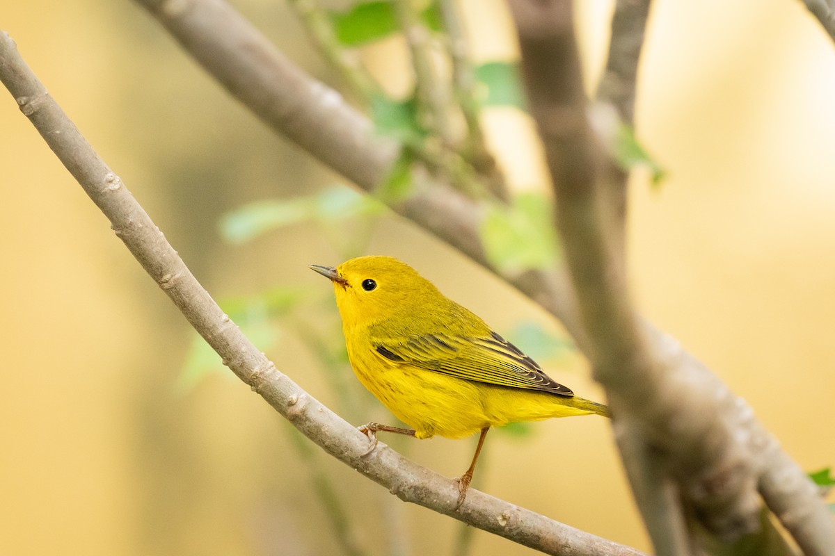 Goldwaldsänger - ML644922163