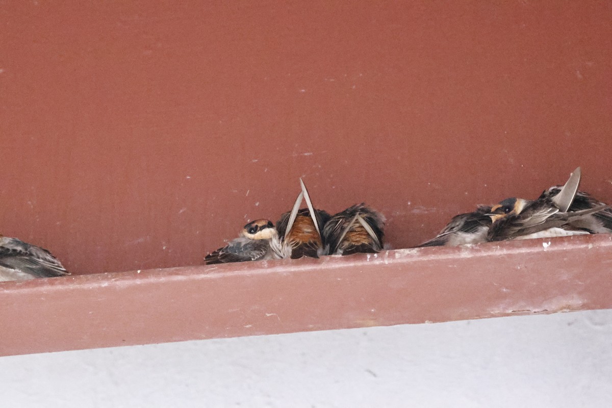 Cave Swallow - ML644922169