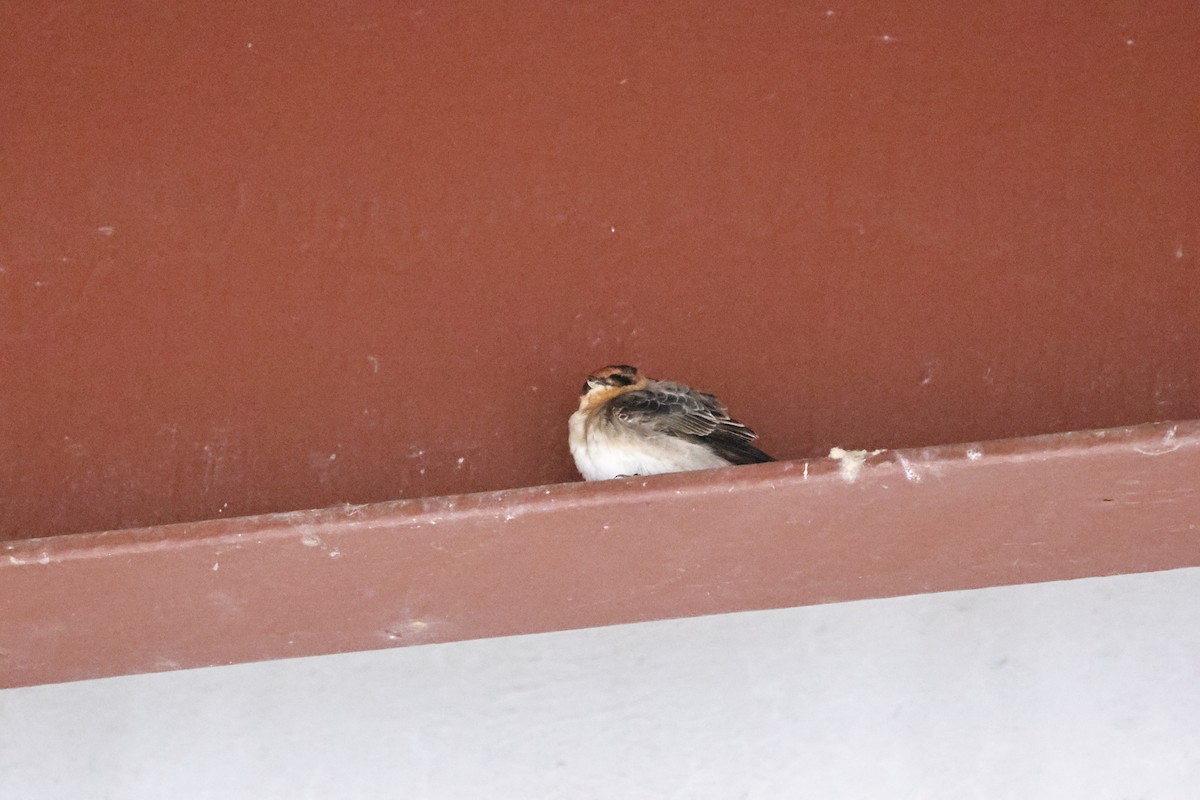 Cave Swallow - ML644922170