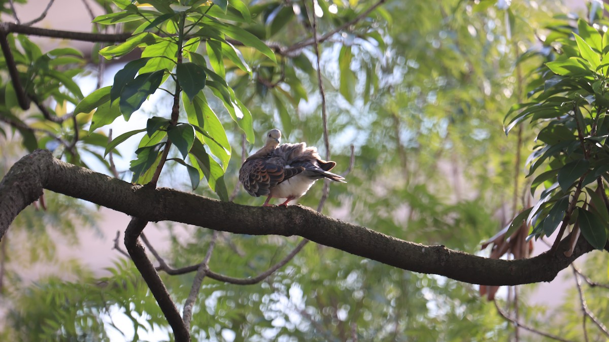 Oriental Turtle-Dove - ML644922171