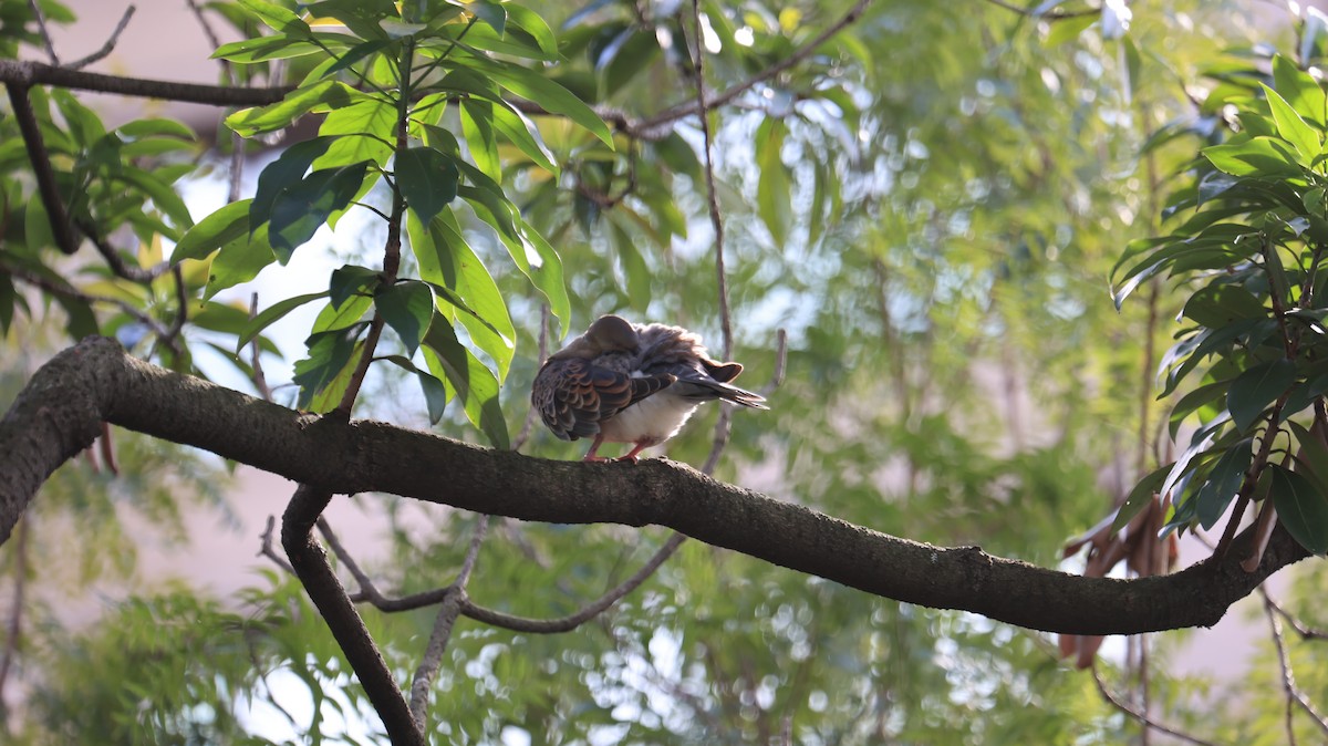 Oriental Turtle-Dove - ML644922173