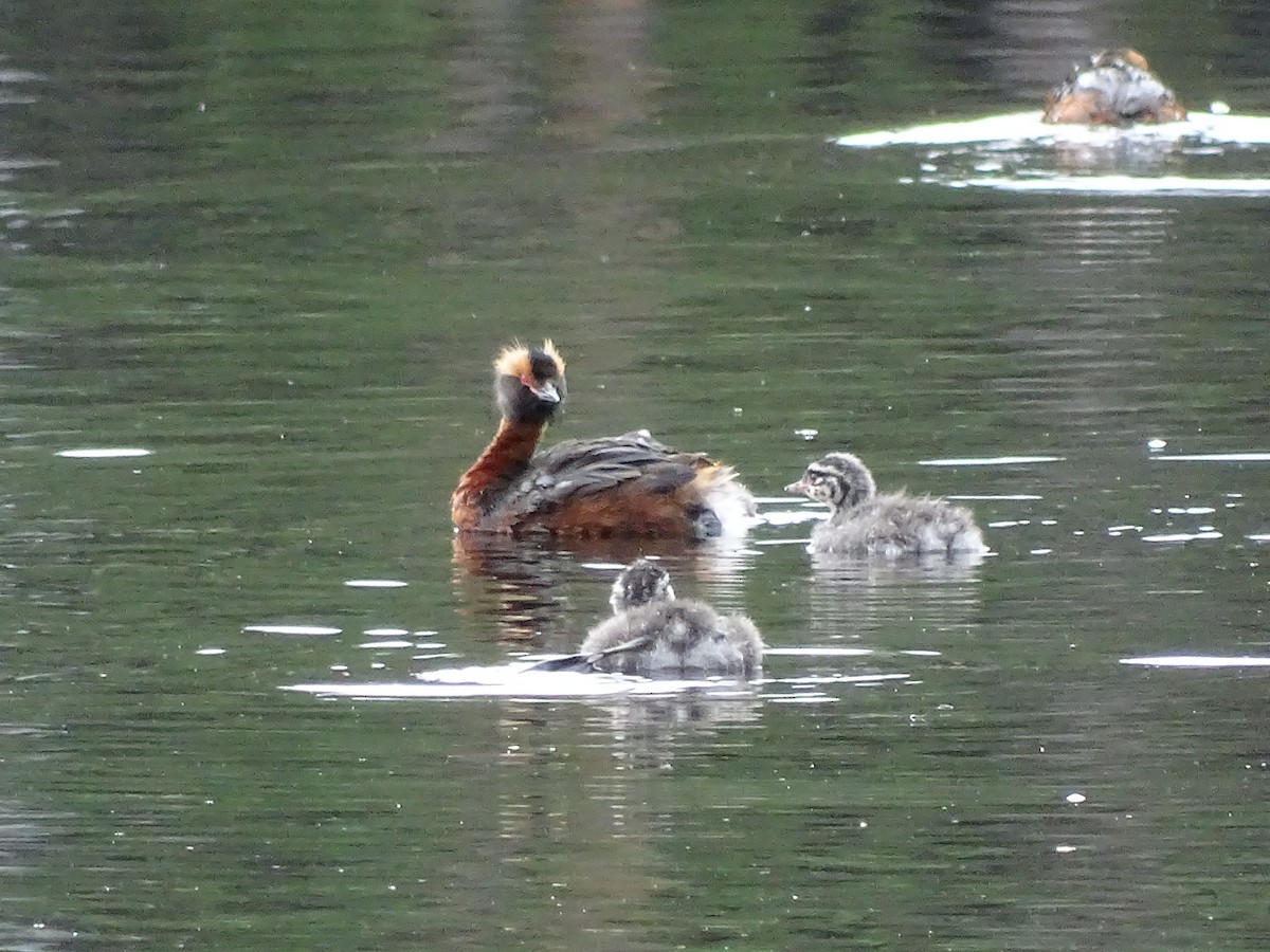 Horned Grebe - ML644922186