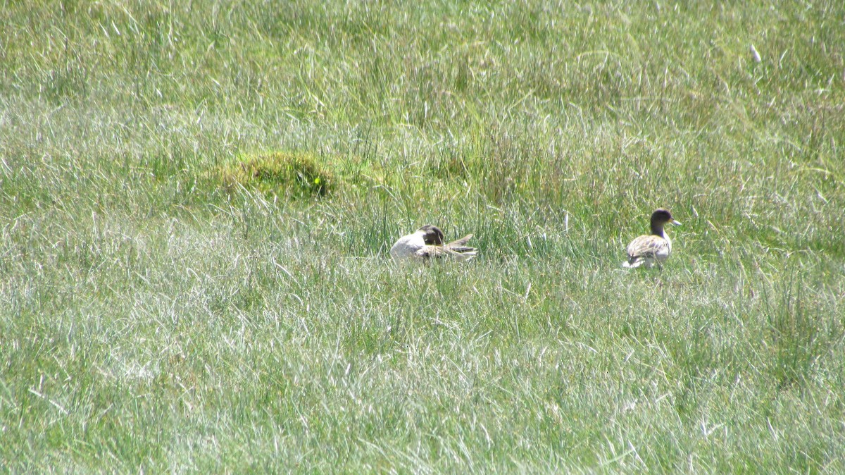 čírka kropenatá - ML644922200