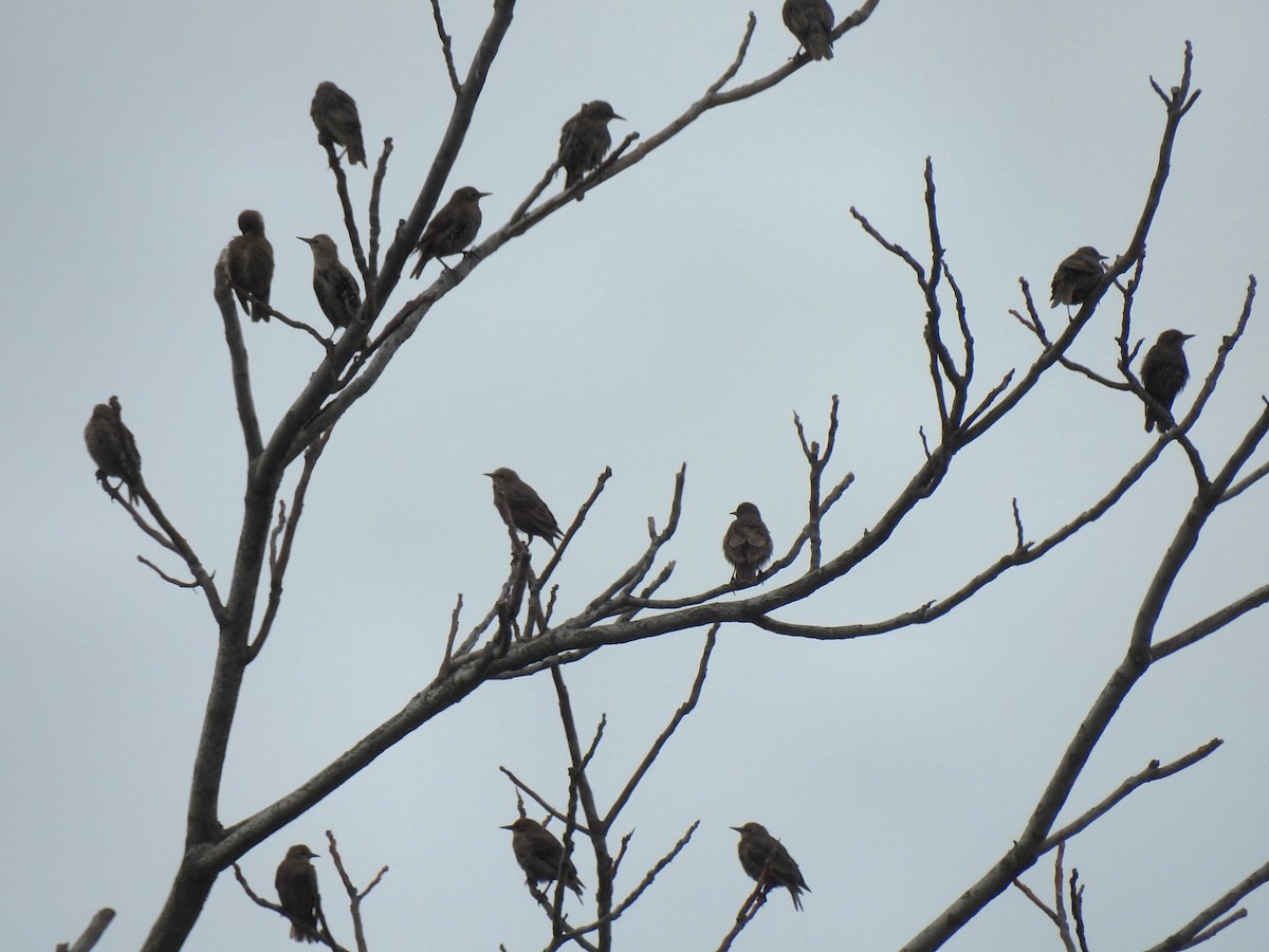 European Starling - ML64492221