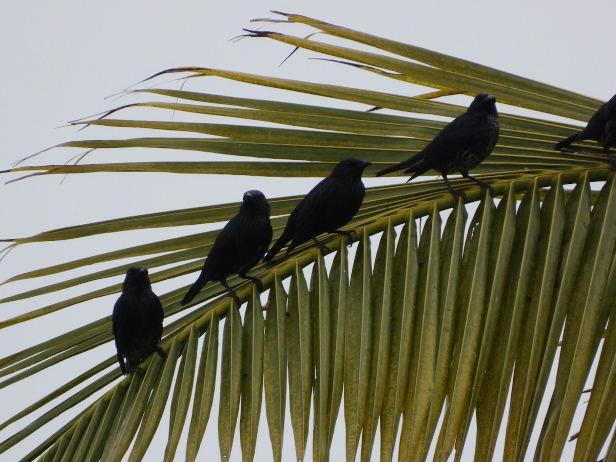 Stourne bronzé - ML644922213