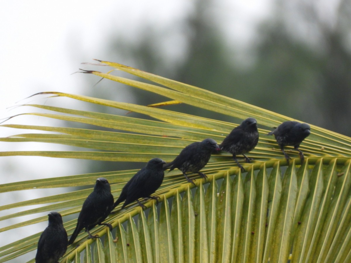 Stourne bronzé - ML644922214