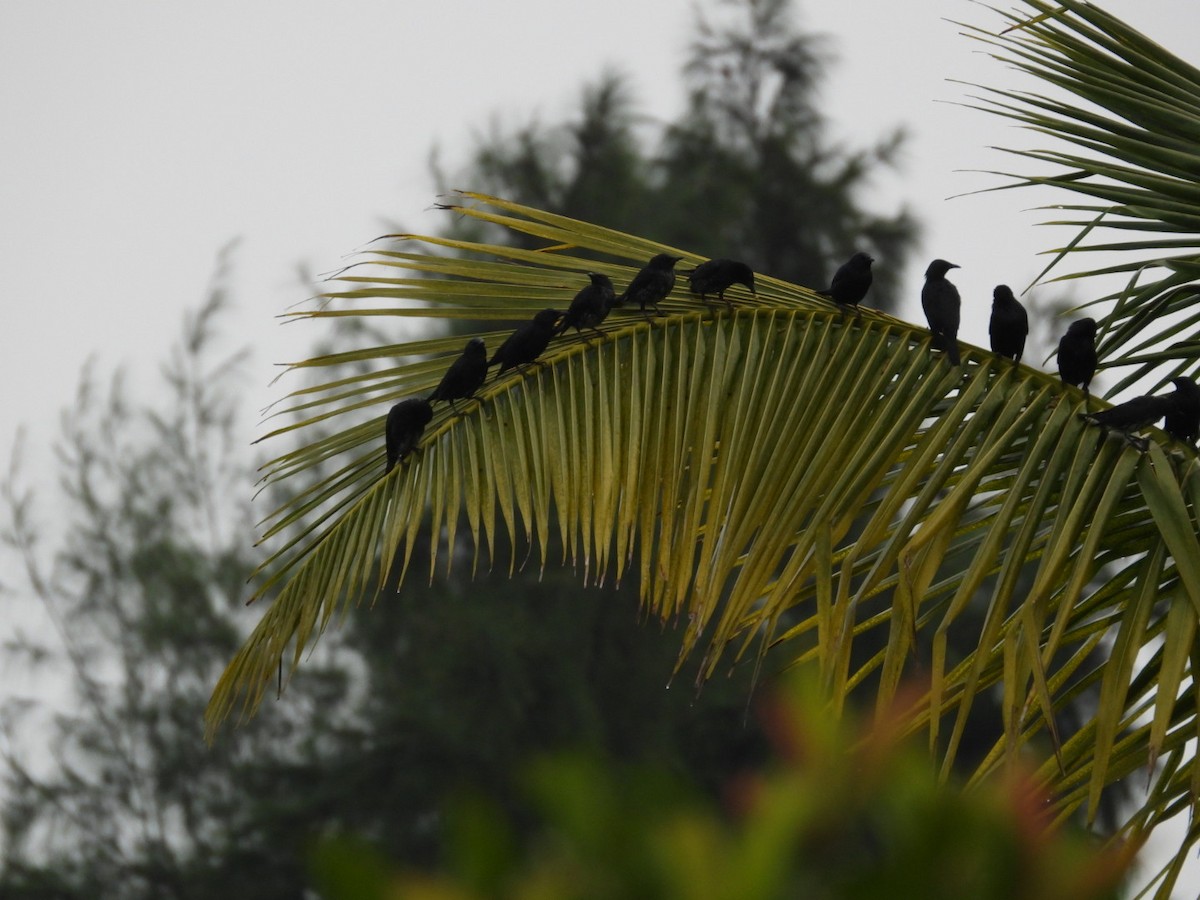 Stourne bronzé - ML644922215